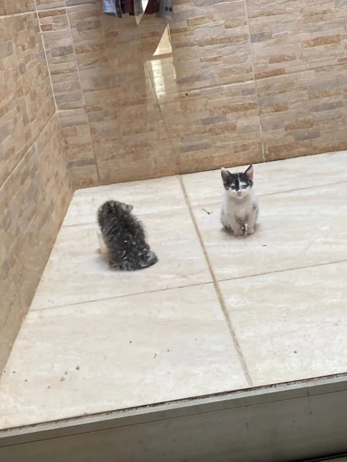 Gato ra a SRD-ViraLata idade Abaixo de 2 meses nome Gatinhas 