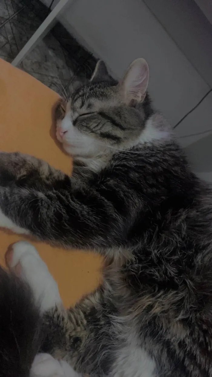 Gato ra a SRD-ViraLata idade 1 ano nome Braian