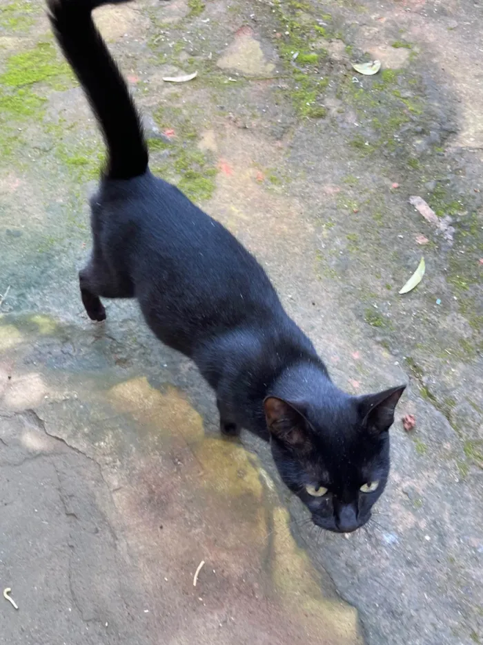 Gato ra a SRD-ViraLata idade 1 ano nome Pretinha