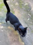 Pretinha