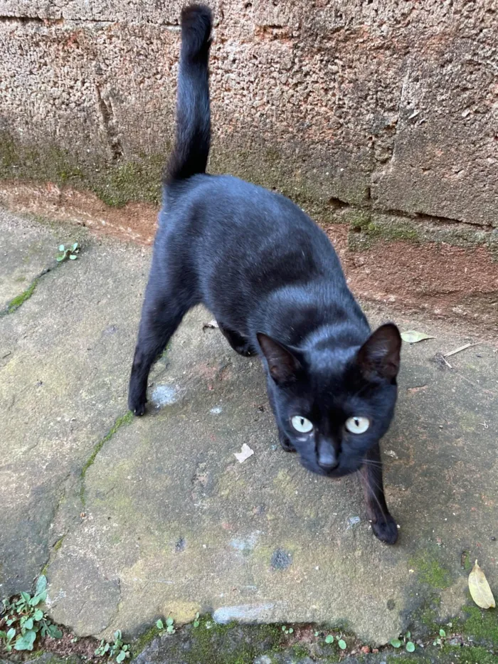 Gato ra a SRD-ViraLata idade 1 ano nome Pretinha