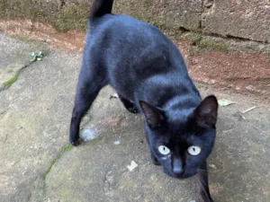 Gato raça SRD-ViraLata idade 1 ano nome Pretinha