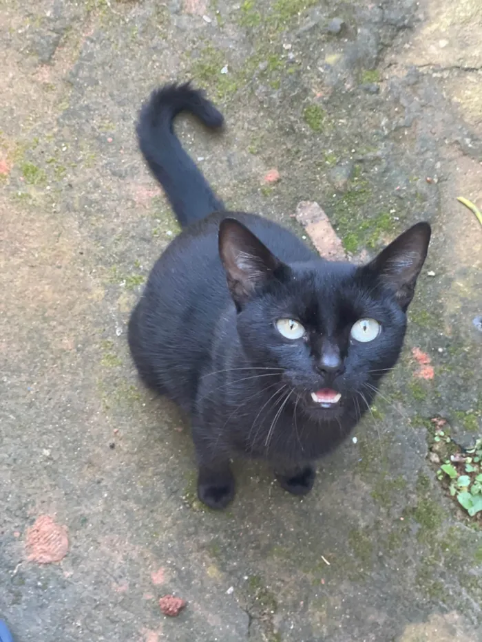 Gato ra a SRD-ViraLata idade 1 ano nome Pretinha
