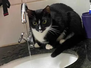 Gato raça SRD-ViraLata idade 1 ano nome Zoe 