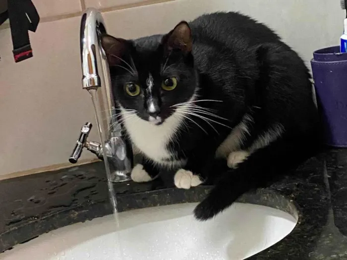 Gato ra a SRD-ViraLata idade 1 ano nome Zoe 