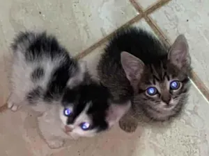 Gato raça SRD-ViraLata idade Abaixo de 2 meses nome Gatinhas 