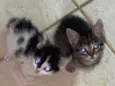 Gatinhas
