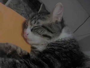 Gato raça SRD-ViraLata idade 1 ano nome Braian