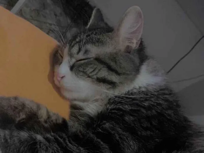 Gato ra a SRD-ViraLata idade 1 ano nome Braian