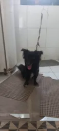 Estela