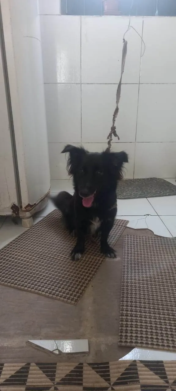 Cachorro ra a SRD-ViraLata idade 2 anos nome Estela