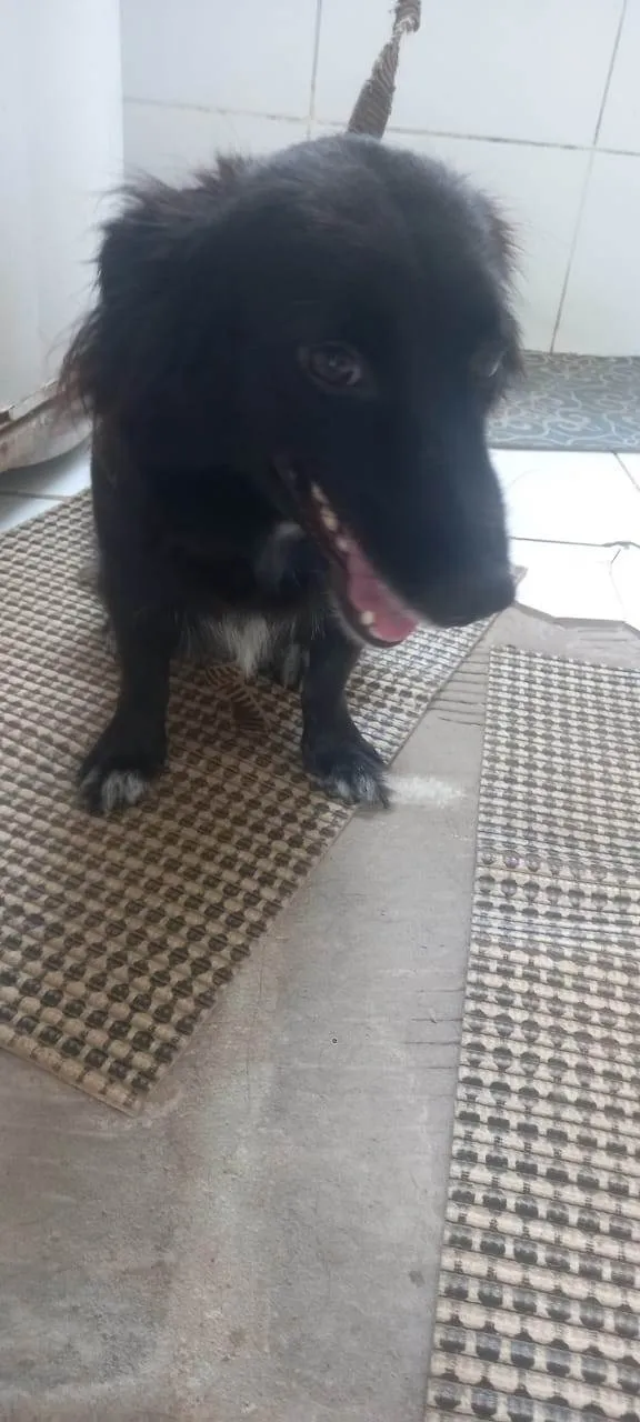 Cachorro ra a SRD-ViraLata idade 2 anos nome Estela