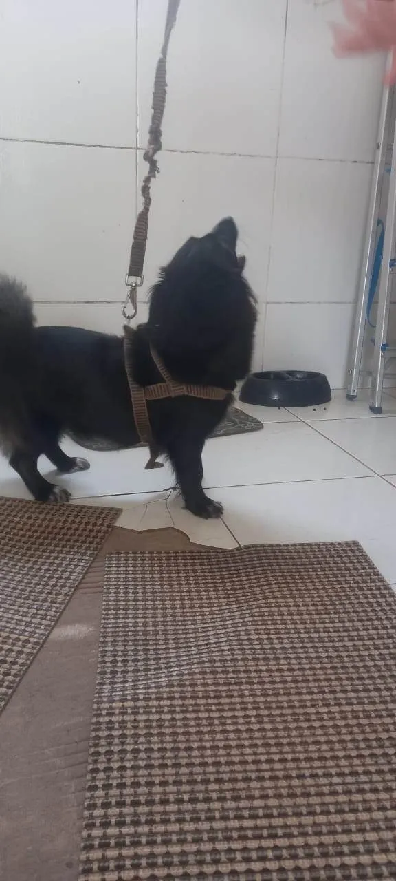 Cachorro ra a SRD-ViraLata idade 2 anos nome Estela
