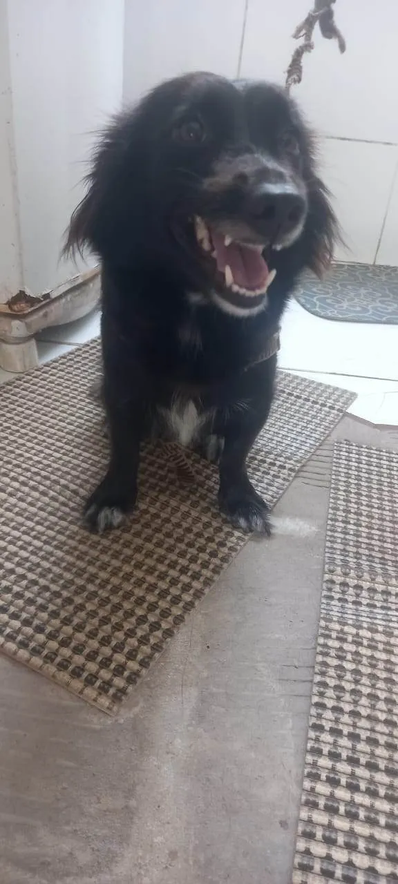 Cachorro ra a SRD-ViraLata idade 2 anos nome Estela