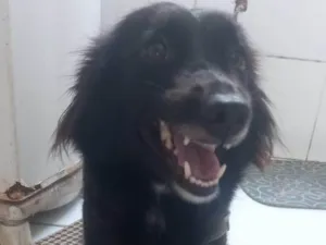 Cachorro raça SRD-ViraLata idade 2 anos nome Estela