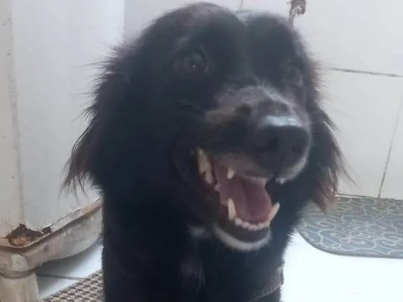Cachorro ra a SRD-ViraLata idade 2 anos nome Estela