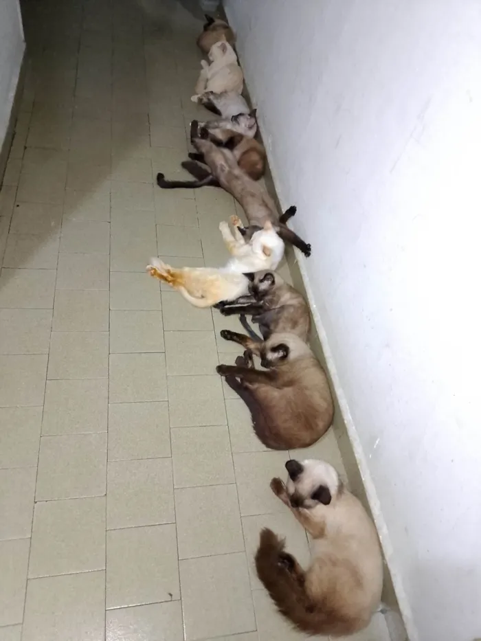 Cachorro ra a SRD-ViraLata idade 2 anos nome Feio