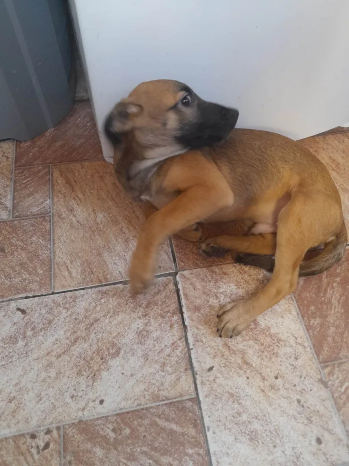 Cachorro ra a SRD-ViraLata idade 2 a 6 meses nome Pudim