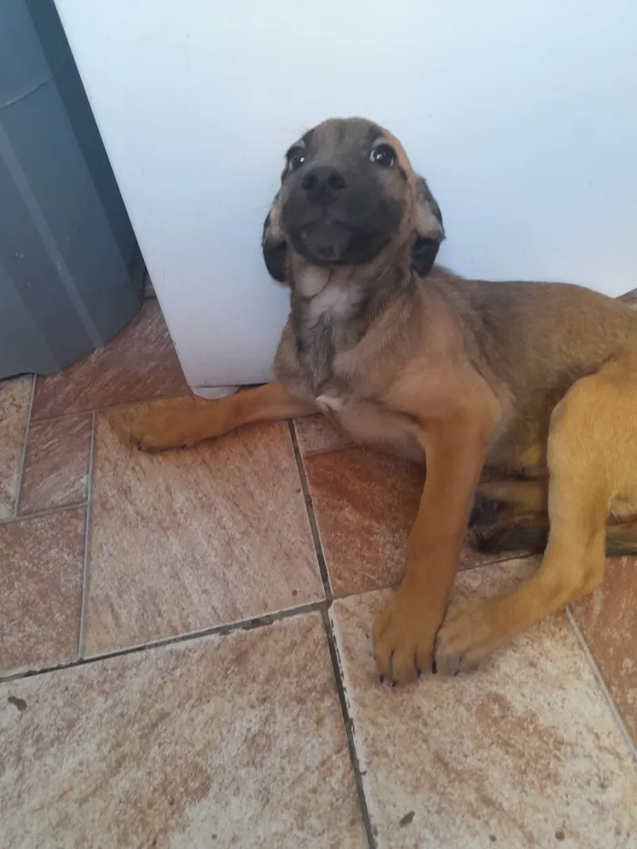 Cachorro ra a SRD-ViraLata idade 2 a 6 meses nome Pudim