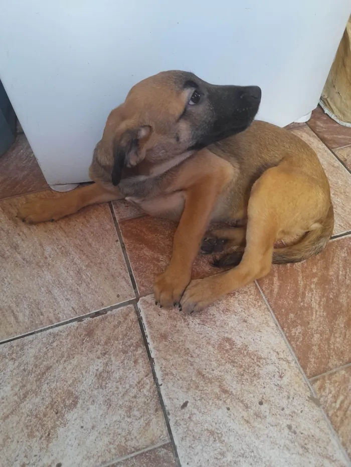 Cachorro ra a SRD-ViraLata idade 2 a 6 meses nome Pudim