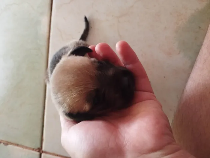 Cachorro ra a SRD-ViraLata idade 2 a 6 meses nome 4 filhotes 