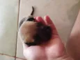 4 filhotes
