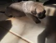 4 filhotes
