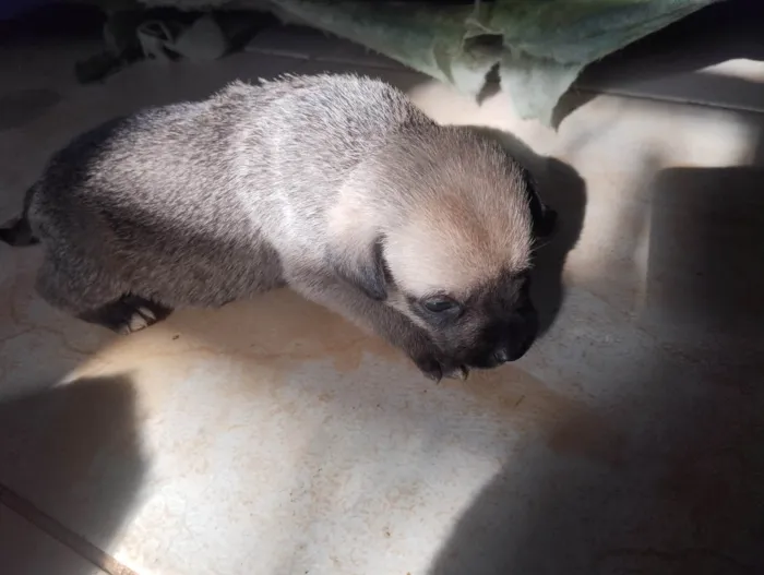 Cachorro ra a SRD-ViraLata idade 2 a 6 meses nome 4 filhotes 