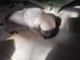 4 filhotes
