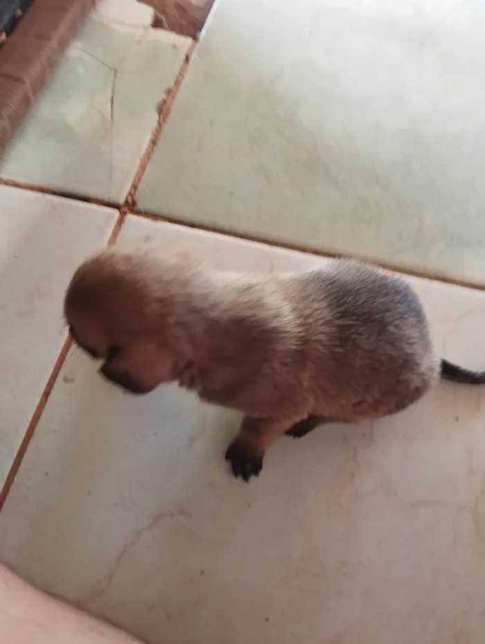 Cachorro ra a SRD-ViraLata idade 2 a 6 meses nome 4 filhotes 