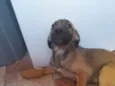 Pudim