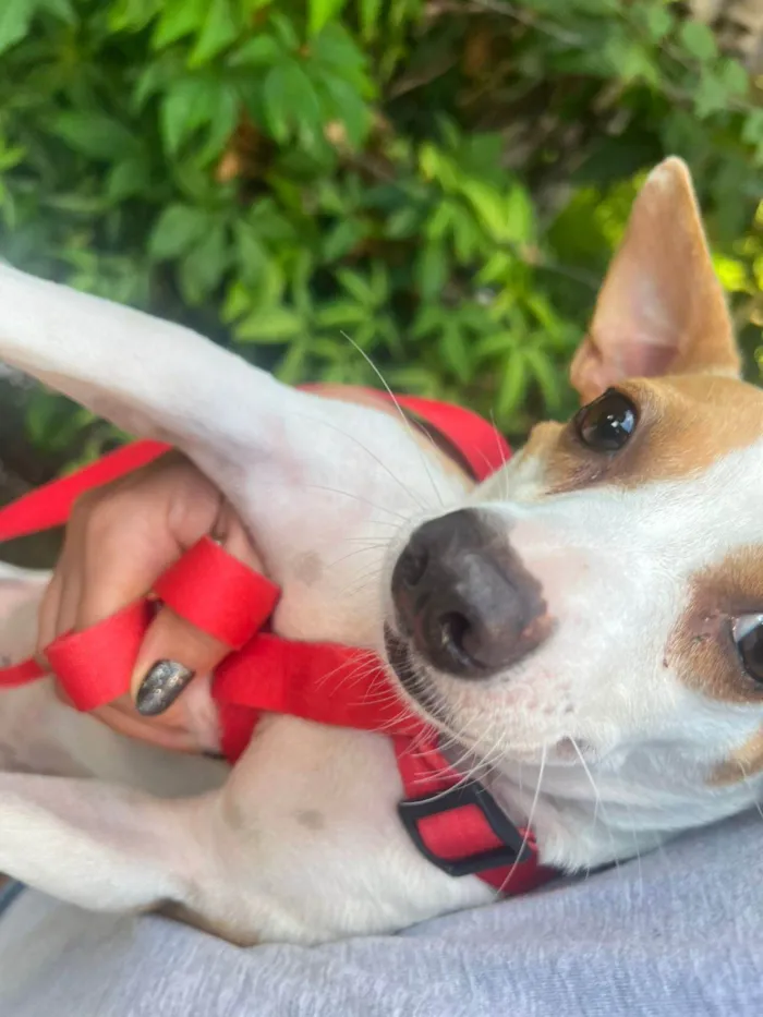 Cachorro ra a SRD-ViraLata idade 7 a 11 meses nome Gamora