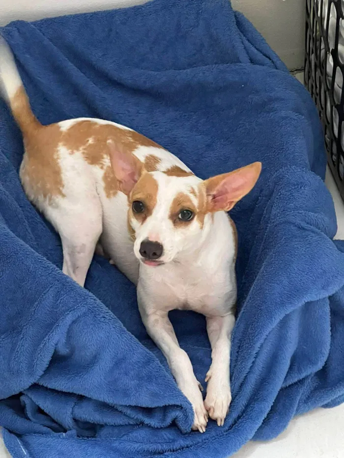 Cachorro ra a SRD-ViraLata idade 7 a 11 meses nome Gamora