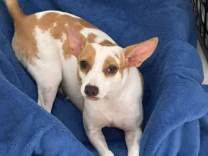 Cachorro raça SRD-ViraLata idade 7 a 11 meses nome Gamora