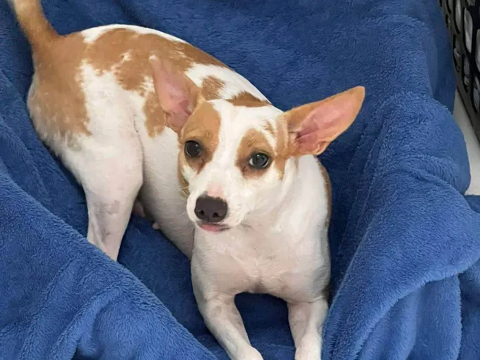 Cachorro ra a SRD-ViraLata idade 7 a 11 meses nome Gamora