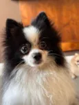 Pipoca
