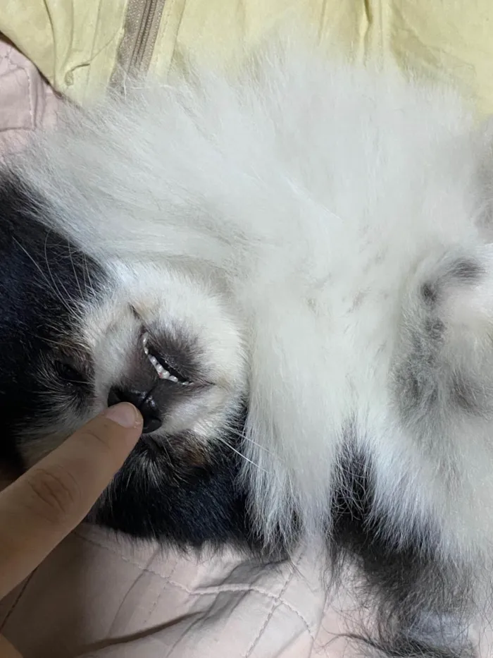 Cachorro ra a SRD-ViraLata idade 2 anos nome Pipoca