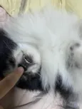 Pipoca