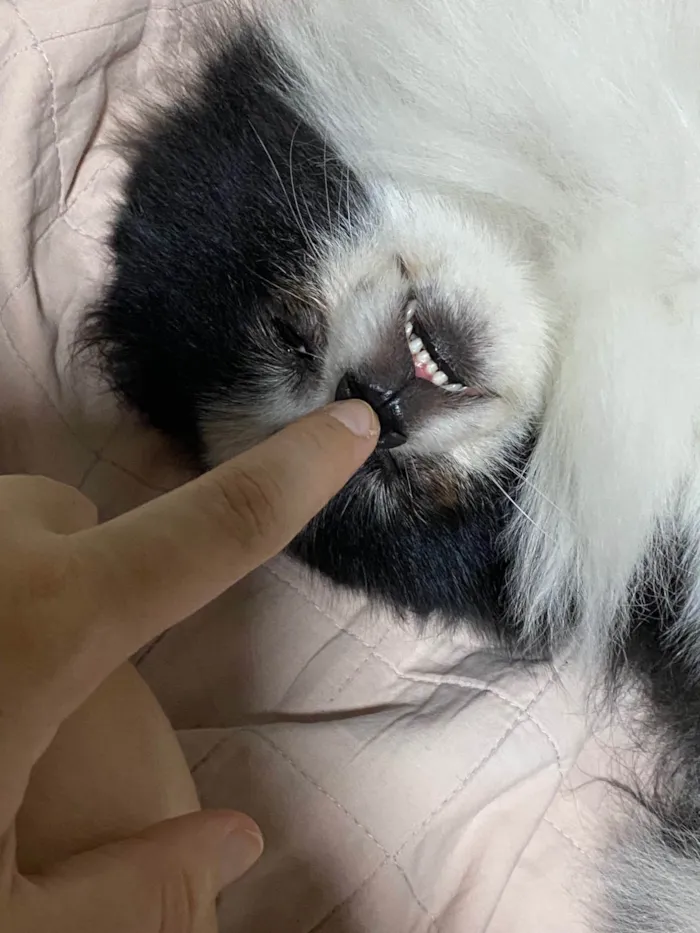 Cachorro ra a SRD-ViraLata idade 2 anos nome Pipoca