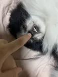 Pipoca