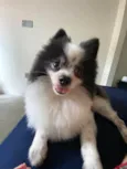 Pipoca