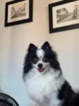 Pipoca