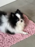 Pipoca