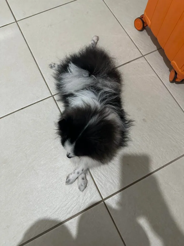 Cachorro ra a SRD-ViraLata idade 2 anos nome Pipoca