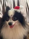 Pipoca