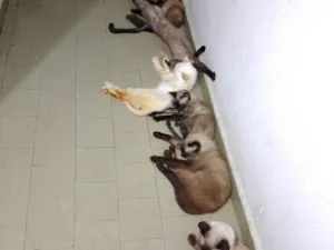 Cachorro raça SRD-ViraLata idade 2 anos nome Feio