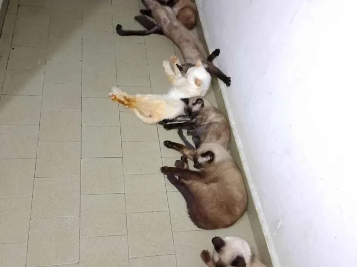 Cachorro ra a SRD-ViraLata idade 2 anos nome Feio