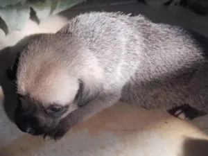 Cachorro raça SRD-ViraLata idade 2 a 6 meses nome 4 filhotes 