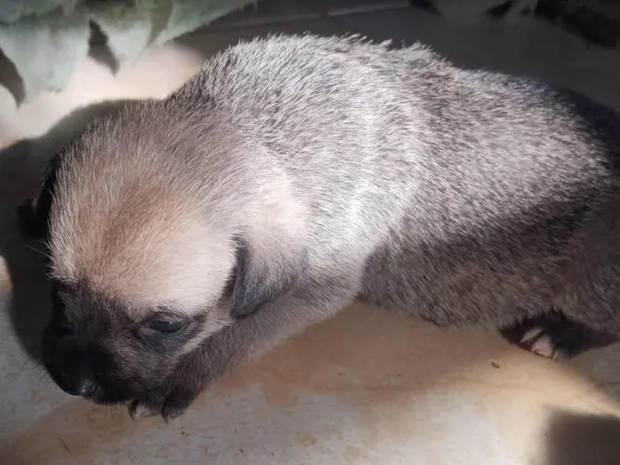 Cachorro ra a SRD-ViraLata idade 2 a 6 meses nome 4 filhotes 