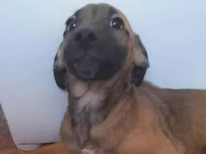 Cachorro raça SRD-ViraLata idade 2 a 6 meses nome Pudim